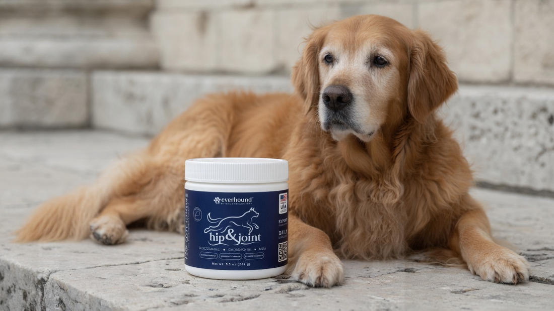 Everhound Hip & Joint closed jar beside an older dog after rest