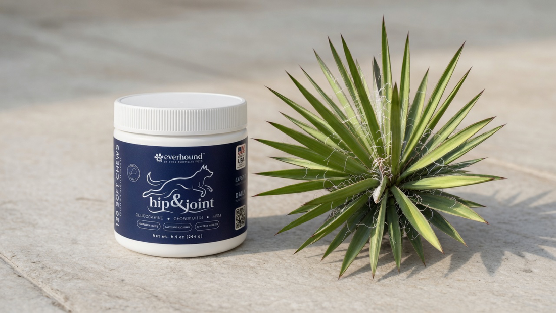 Everhound Hip & Joint jar, closed lid, beside yucca plant