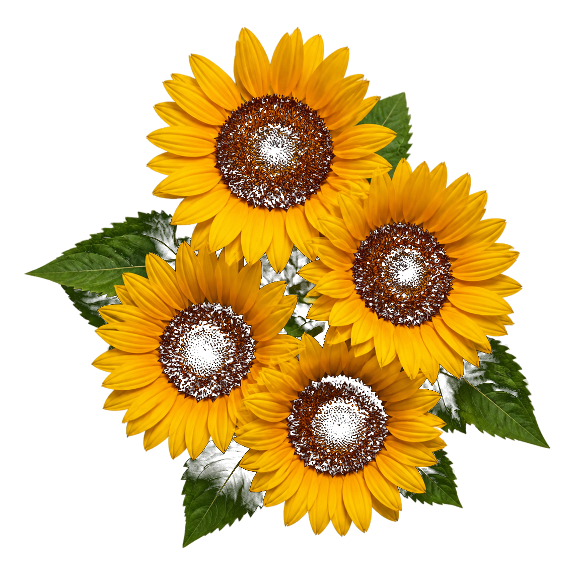 formula-ingredient-vitamin-e.png