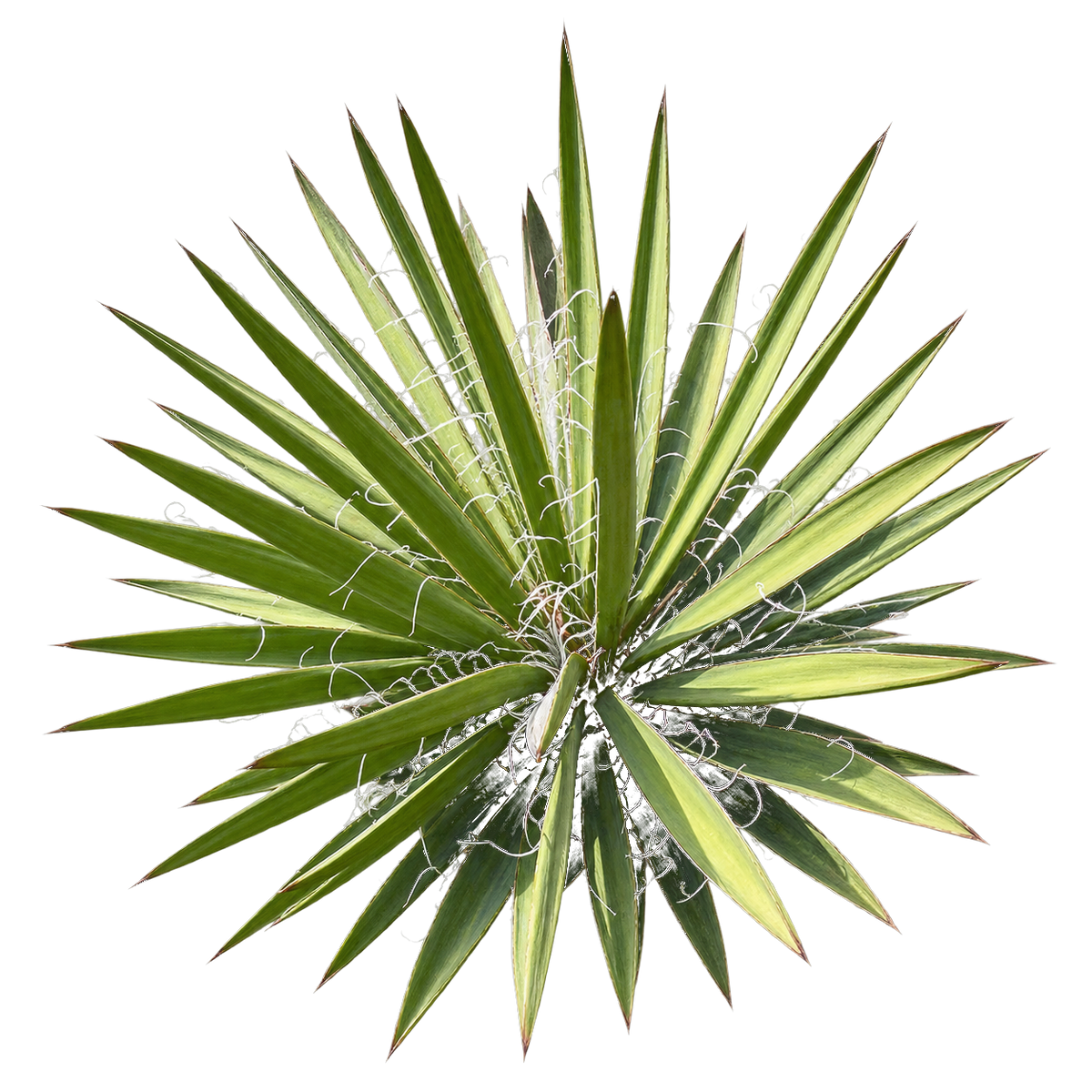formula-ingredient-yucca.png