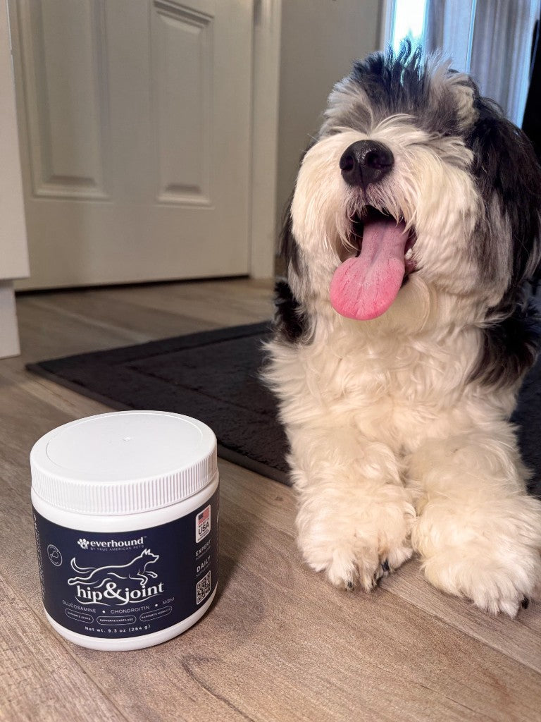 Small dog sitting beside a closed Everhound jar