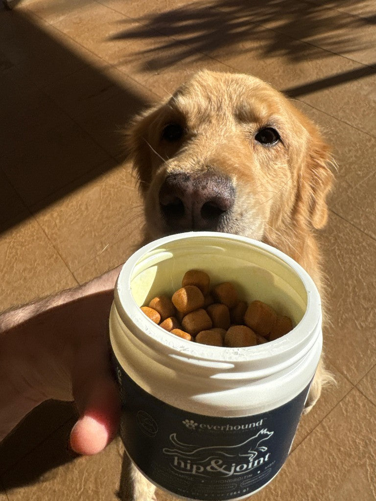 Golden Retriever sniffing an open Everhound jar