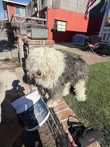 Owner holding Everhound with a shaggy dog outdoors